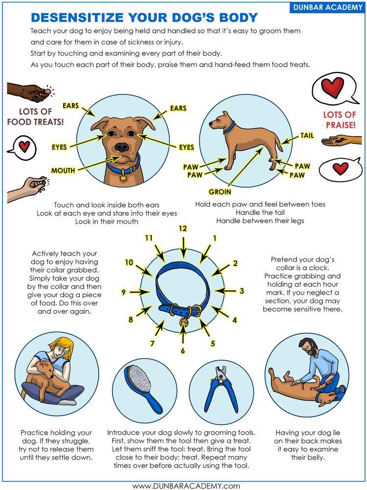 desensitizing your dog’s body